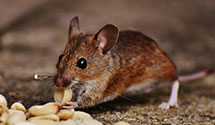 24 Hour & Emergency Exterminators in Howard Lake, MN